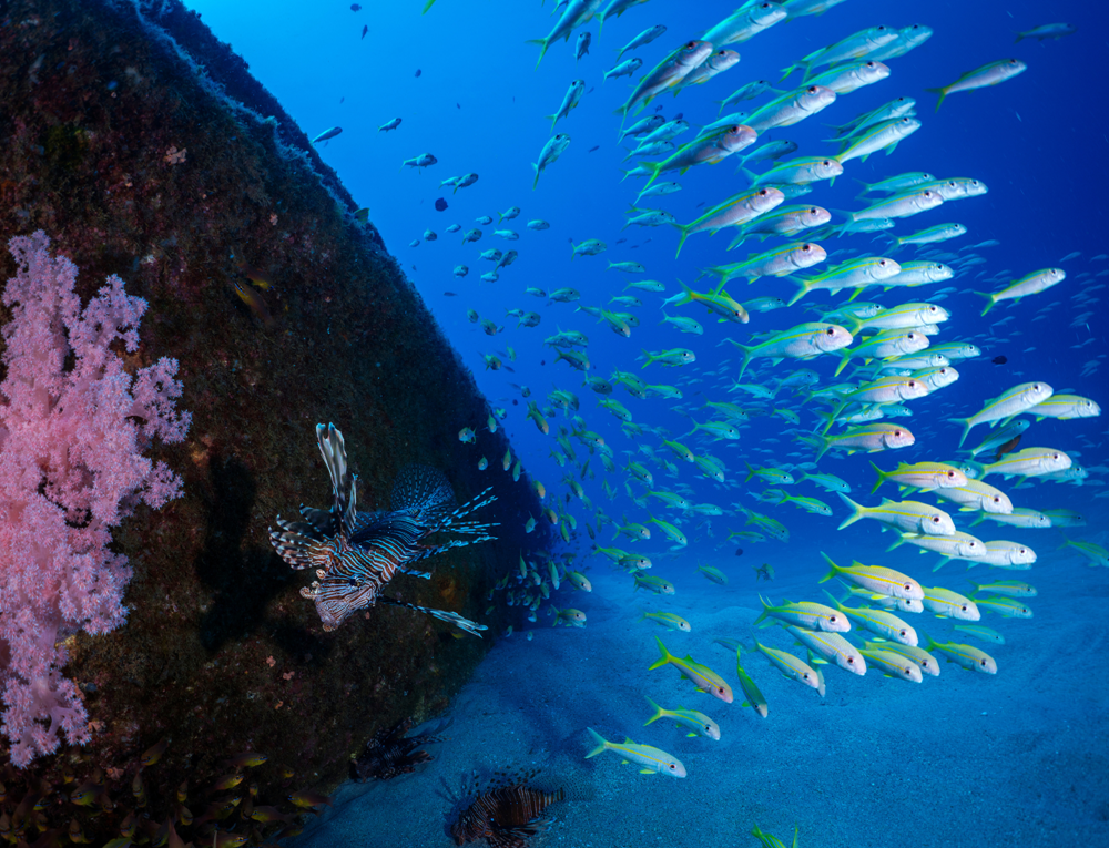 Tug 2 - Shipwreck West Coast Mauritius - Photo Courtesy of Gerald Rambert & Sundivers Mauritius.