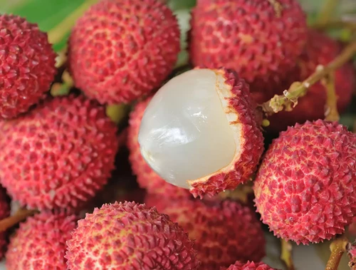 Litchi
