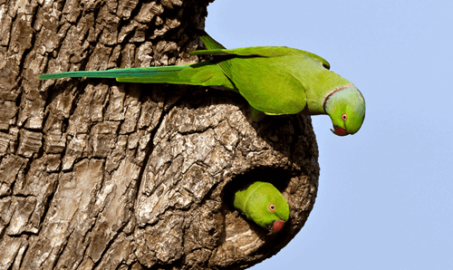 Echo Parakeet