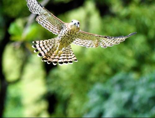 Kestrel Bird