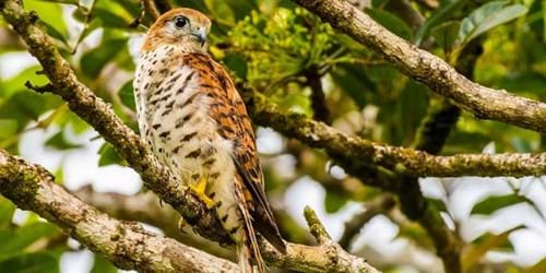 Kestrel