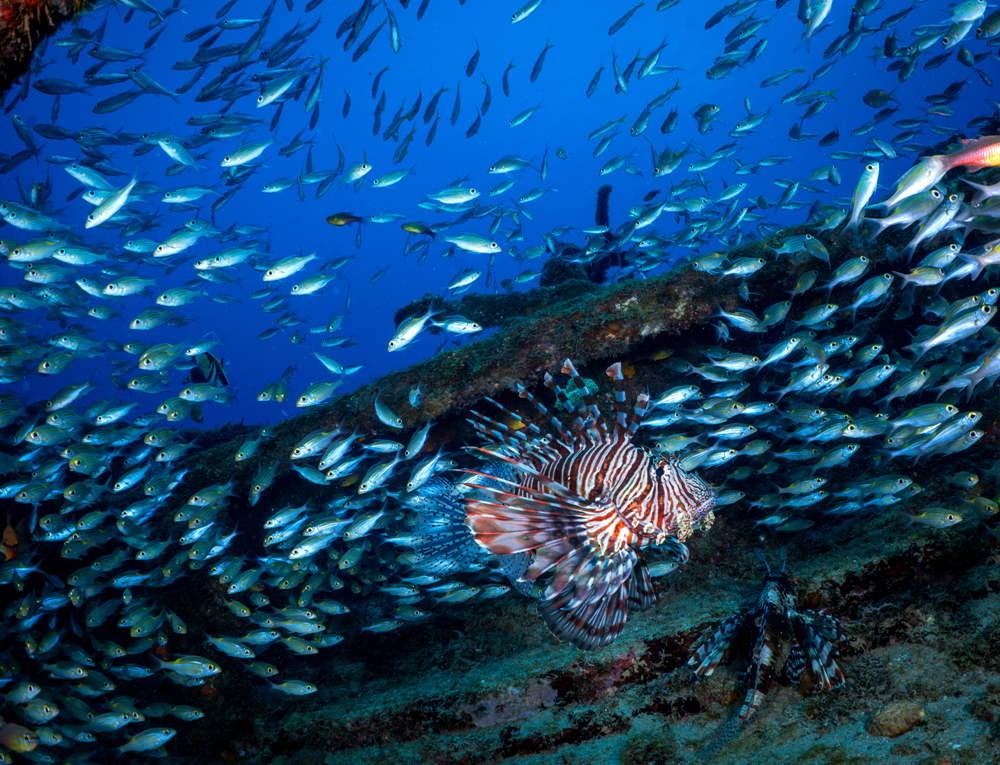 Tug 2 - Shipwreck Mauritius - Photo Courtesy of Gerald Rambert & Sundivers Mauritius.