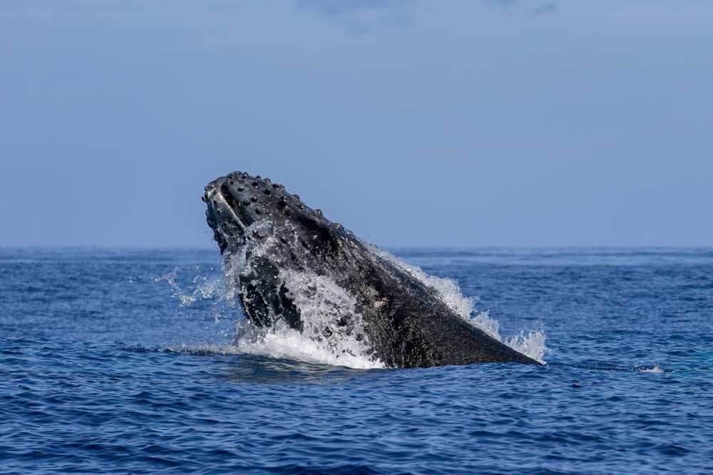 Humpback Whale