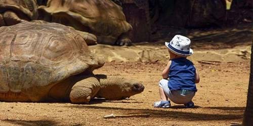 Tortle at Crocodile Park
