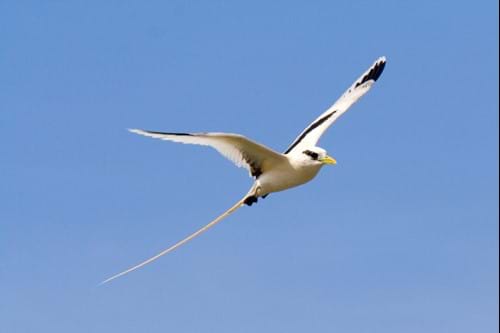 Tropicbird