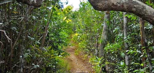 Piton de la Petite Rivière Noire