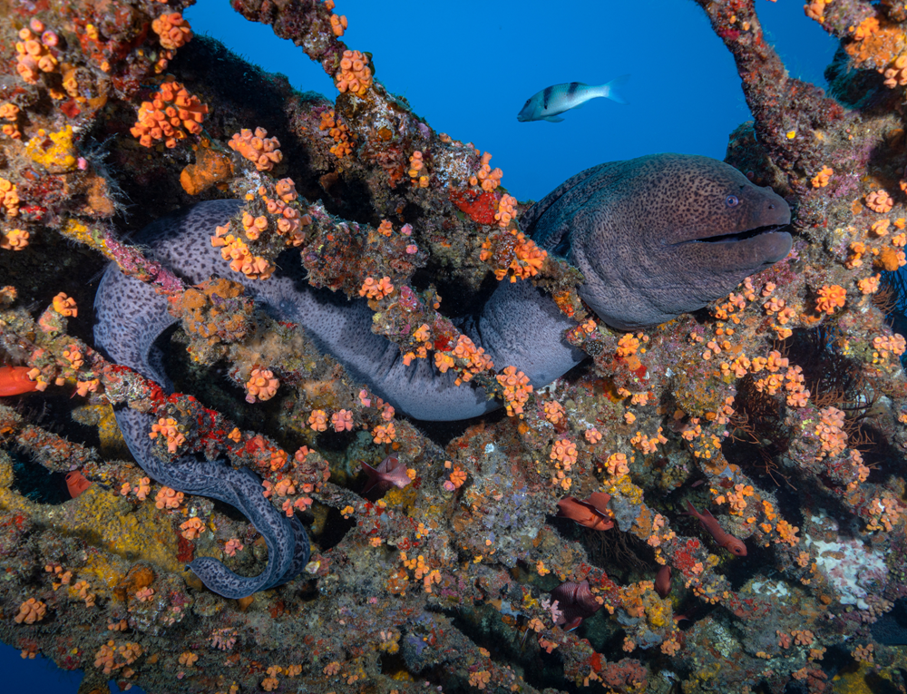 Kei Sei - Shipwreck Mauritius - Photo Courtesy of Gerald Rambert & Sundivers Mauritius.