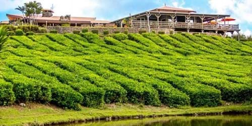 Bois Chérie tea plants