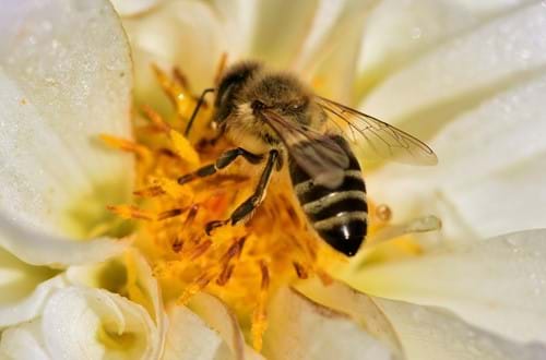 Bee in flower