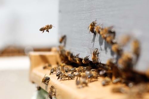 Bee hive