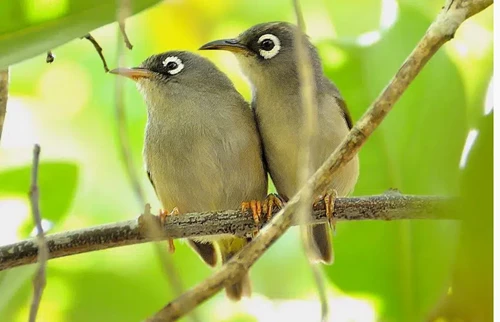 Mauritius Olive White-eye