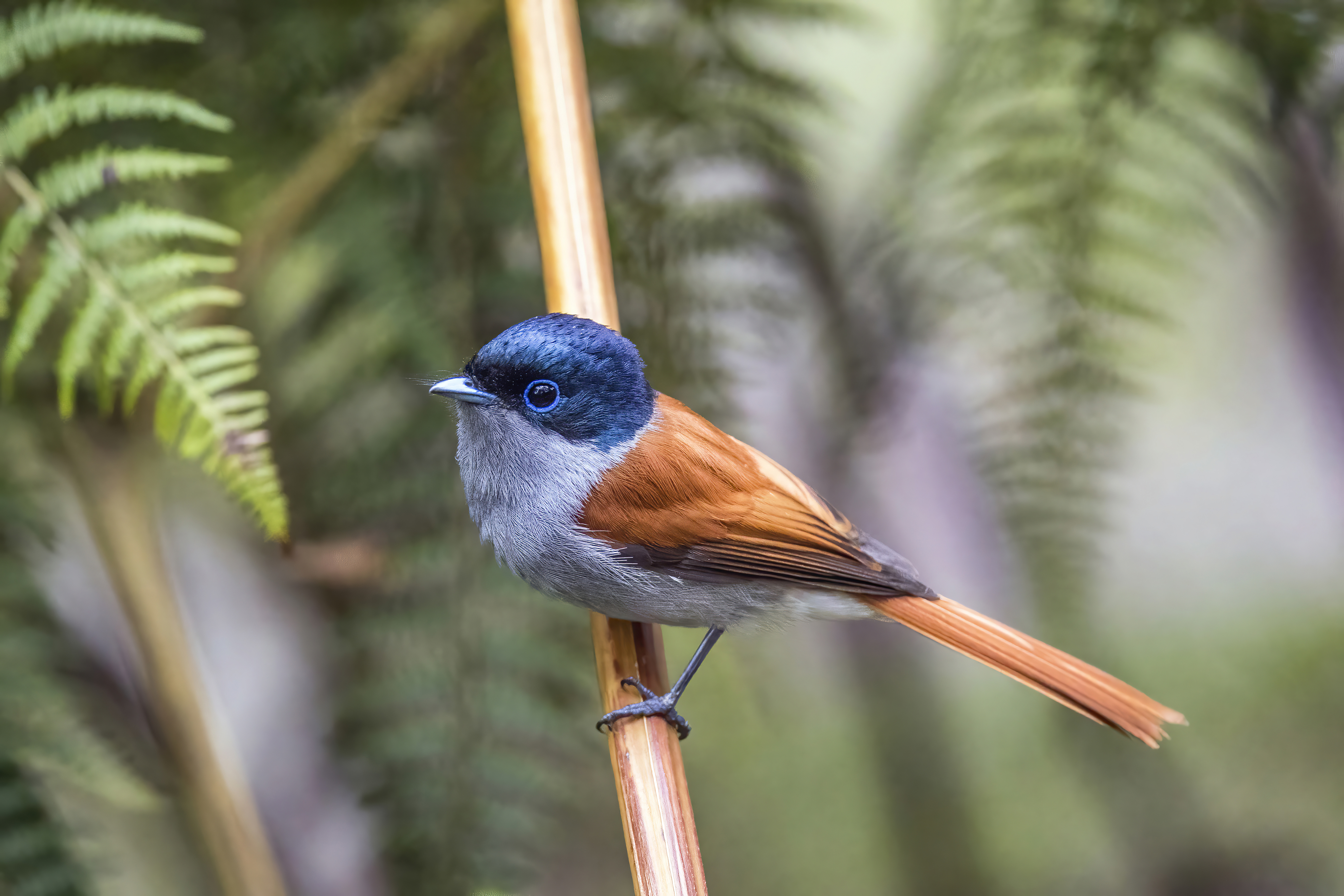 Mascarene Paradise Flycatcher